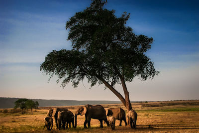 Elephant family under tree in masai mara, kenya