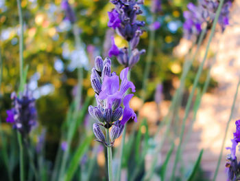 Lavender head close-up