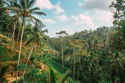 Palm trees in forest against sky