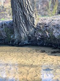 Close-up of tree trunk in forest