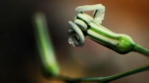 Close-up of plant