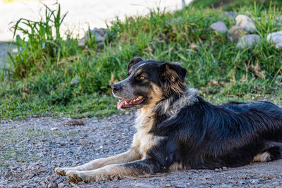 Dog looking away on field