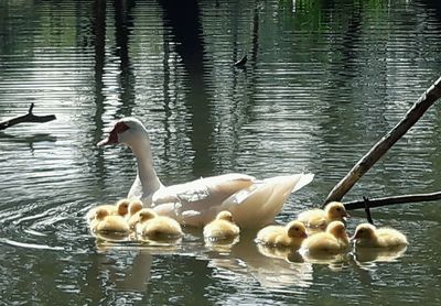 Swans swimming in lake