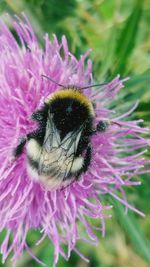 Close-up of bee pollinating on pink flower