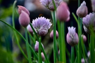 Close-up of purple flowering plants on field