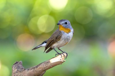 Taiga flycatcher ,red-throated flycatcher