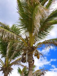 Low angle view of palm tree against sky