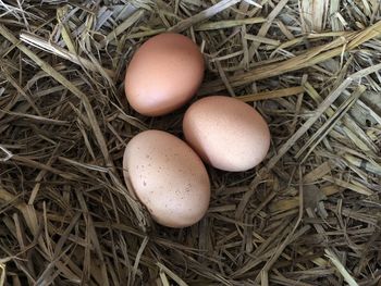 High angle view of eggs in nest