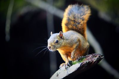 Close-up of squirrel on wood