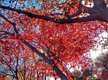 Low angle view of tree