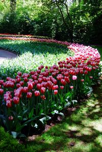 Pink flowers blooming in park