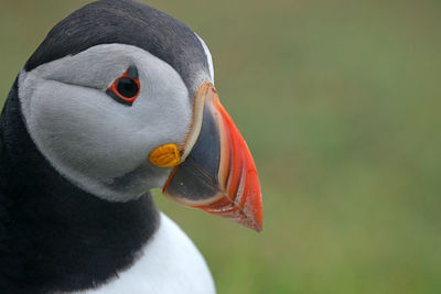 Puffins in mykines