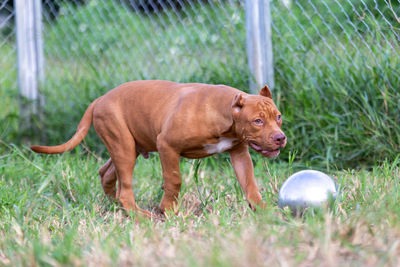 Dog running on field