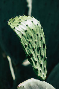 Close-up of succulent plant