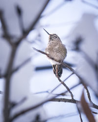 Low angle view of bird perching on branch