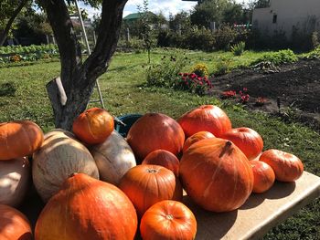 Pumpkins on field