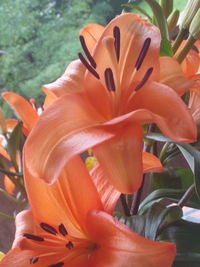 Close-up of red flower
