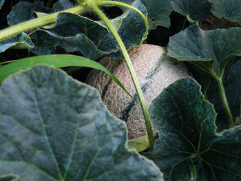 Close-up of fresh green plant