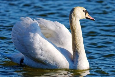 Swan swimming in lake