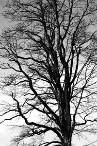 Low angle view of bare trees against sky