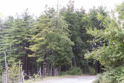 Road amidst trees in forest