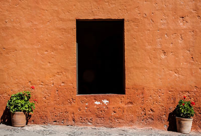 Potted plant on window sill of building