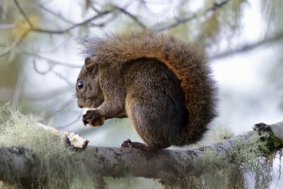 Close-up of rabbit on branch