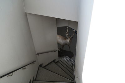 Cat on staircase against wall
