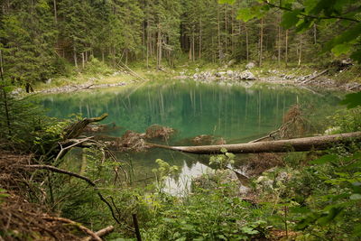 Scenic view of lake in forest