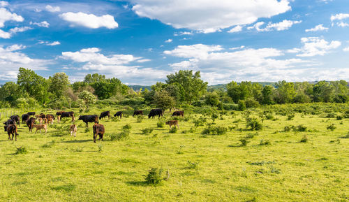 Horses in a field