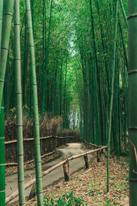 Trees in park