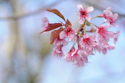 Close-up of pink cherry blossoms