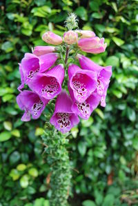 Close-up of pink flowers