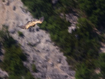 Close-up of bird flying