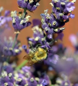 Close-up of bee on purple flower