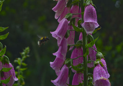 Close-up of bee on purple flower