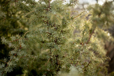 Close-up of flower tree in forest