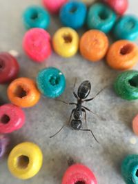 High angle view of caterpillar