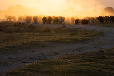 View of horses on field during sunset