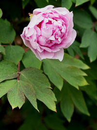 Close-up of pink rose plant