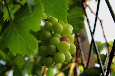 Close-up of grapes growing on tree