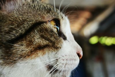 Close-up portrait of cat