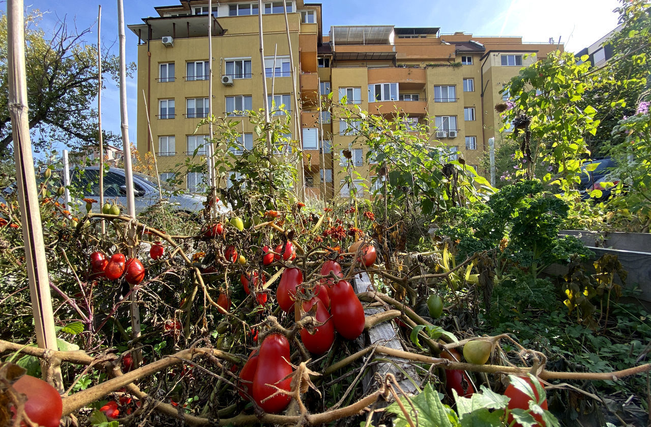 RED BERRIES GROWING ON TREE AGAINST BUILDINGS