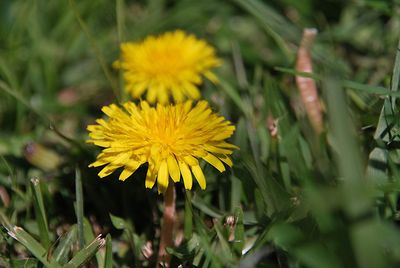 Close-up of yellow flowering plant on field