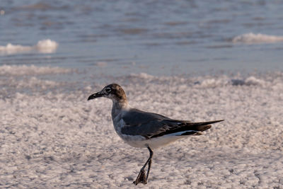 Seagull perching on a land