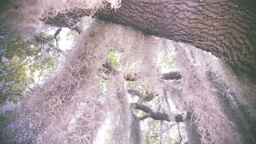 Close-up of tree by water