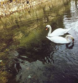 High angle view of swan swimming on lake