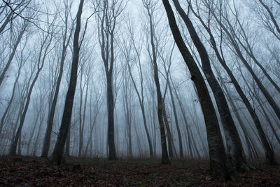 Bare trees in forest during foggy weather