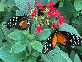 Butterfly on leaf