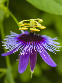 Close-up of purple flower